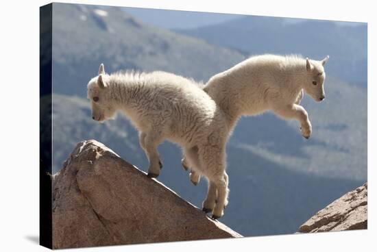 Juvenile Rocky Mountain Goats (Oreamnos Americanus) Playing on the Top of a Rocky Outcrop-Charlie Summers-Stretched Canvas