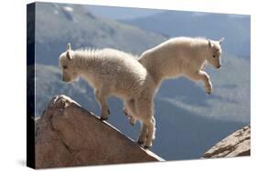 Juvenile Rocky Mountain Goats (Oreamnos Americanus) Playing on the Top of a Rocky Outcrop-Charlie Summers-Stretched Canvas