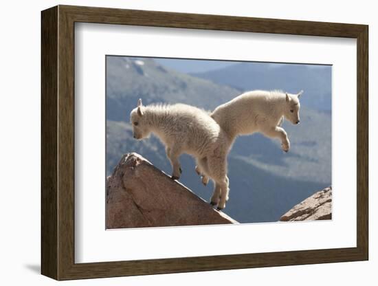 Juvenile Rocky Mountain Goats (Oreamnos Americanus) Playing on the Top of a Rocky Outcrop-Charlie Summers-Framed Photographic Print