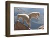 Juvenile Rocky Mountain Goats (Oreamnos Americanus) Playing on the Top of a Rocky Outcrop-Charlie Summers-Framed Photographic Print