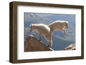 Juvenile Rocky Mountain Goats (Oreamnos Americanus) Playing on the Top of a Rocky Outcrop-Charlie Summers-Framed Photographic Print