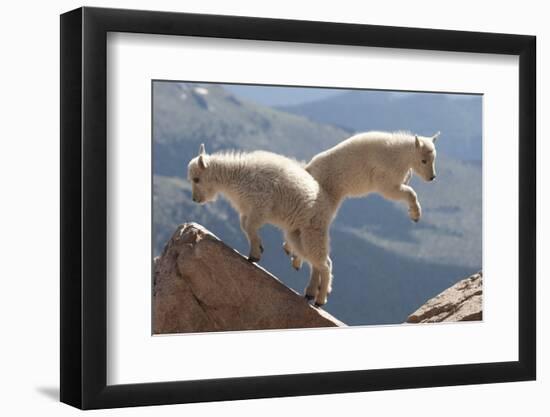 Juvenile Rocky Mountain Goats (Oreamnos Americanus) Playing on the Top of a Rocky Outcrop-Charlie Summers-Framed Photographic Print