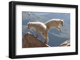 Juvenile Rocky Mountain Goats (Oreamnos Americanus) Playing on the Top of a Rocky Outcrop-Charlie Summers-Framed Photographic Print