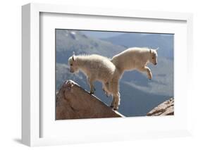 Juvenile Rocky Mountain Goats (Oreamnos Americanus) Playing on the Top of a Rocky Outcrop-Charlie Summers-Framed Photographic Print