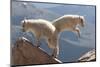 Juvenile Rocky Mountain Goats (Oreamnos Americanus) Playing on the Top of a Rocky Outcrop-Charlie Summers-Mounted Photographic Print