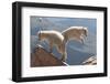 Juvenile Rocky Mountain Goats (Oreamnos Americanus) Playing on the Top of a Rocky Outcrop-Charlie Summers-Framed Premium Photographic Print