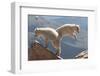 Juvenile Rocky Mountain Goats (Oreamnos Americanus) Playing on the Top of a Rocky Outcrop-Charlie Summers-Framed Premium Photographic Print