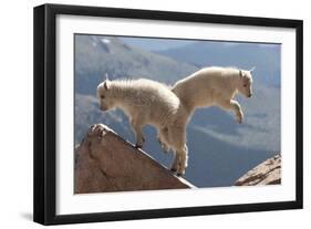 Juvenile Rocky Mountain Goats (Oreamnos Americanus) Playing on the Top of a Rocky Outcrop-Charlie Summers-Framed Photographic Print