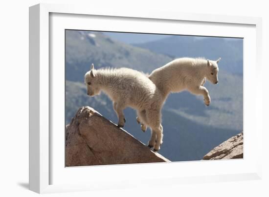 Juvenile Rocky Mountain Goats (Oreamnos Americanus) Playing on the Top of a Rocky Outcrop-Charlie Summers-Framed Photographic Print