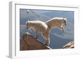 Juvenile Rocky Mountain Goats (Oreamnos Americanus) Playing on the Top of a Rocky Outcrop-Charlie Summers-Framed Photographic Print