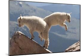 Juvenile Rocky Mountain Goats (Oreamnos Americanus) Playing on the Top of a Rocky Outcrop-Charlie Summers-Mounted Photographic Print