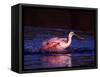 Juvenile Roseate Spoonbill Bathing, Ding Darling NWR, Sanibel Island, Florida, USA-Charles Sleicher-Framed Stretched Canvas