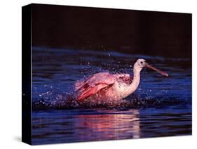 Juvenile Roseate Spoonbill Bathing, Ding Darling NWR, Sanibel Island, Florida, USA-Charles Sleicher-Stretched Canvas