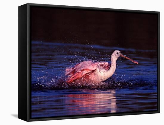 Juvenile Roseate Spoonbill Bathing, Ding Darling NWR, Sanibel Island, Florida, USA-Charles Sleicher-Framed Stretched Canvas