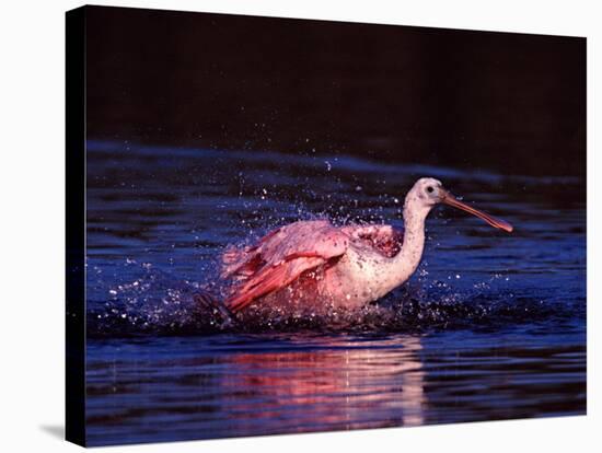 Juvenile Roseate Spoonbill Bathing, Ding Darling NWR, Sanibel Island, Florida, USA-Charles Sleicher-Stretched Canvas