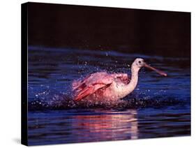 Juvenile Roseate Spoonbill Bathing, Ding Darling NWR, Sanibel Island, Florida, USA-Charles Sleicher-Stretched Canvas