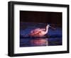 Juvenile Roseate Spoonbill Bathing, Ding Darling NWR, Sanibel Island, Florida, USA-Charles Sleicher-Framed Photographic Print