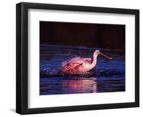 Juvenile Roseate Spoonbill Bathing, Ding Darling NWR, Sanibel Island, Florida, USA-Charles Sleicher-Framed Photographic Print