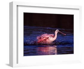 Juvenile Roseate Spoonbill Bathing, Ding Darling NWR, Sanibel Island, Florida, USA-Charles Sleicher-Framed Photographic Print