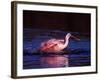 Juvenile Roseate Spoonbill Bathing, Ding Darling NWR, Sanibel Island, Florida, USA-Charles Sleicher-Framed Photographic Print