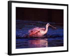 Juvenile Roseate Spoonbill Bathing, Ding Darling NWR, Sanibel Island, Florida, USA-Charles Sleicher-Framed Photographic Print