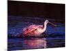 Juvenile Roseate Spoonbill Bathing, Ding Darling NWR, Sanibel Island, Florida, USA-Charles Sleicher-Mounted Photographic Print