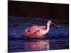 Juvenile Roseate Spoonbill Bathing, Ding Darling NWR, Sanibel Island, Florida, USA-Charles Sleicher-Stretched Canvas