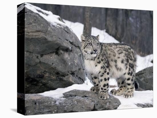 Juvenile Snow Leopard-Lynn M^ Stone-Stretched Canvas