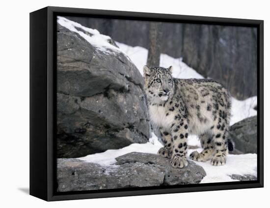 Juvenile Snow Leopard-Lynn M^ Stone-Framed Stretched Canvas