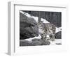 Juvenile Snow Leopard-Lynn M^ Stone-Framed Premium Photographic Print