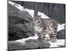 Juvenile Snow Leopard-Lynn M^ Stone-Mounted Premium Photographic Print