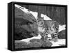 Juvenile Snow Leopard-Lynn M^ Stone-Framed Stretched Canvas