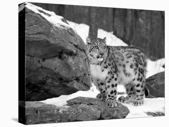 Juvenile Snow Leopard-Lynn M^ Stone-Stretched Canvas