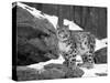 Juvenile Snow Leopard-Lynn M^ Stone-Stretched Canvas