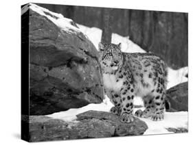Juvenile Snow Leopard-Lynn M^ Stone-Stretched Canvas