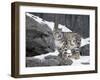 Juvenile Snow Leopard-Lynn M^ Stone-Framed Photographic Print