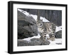 Juvenile Snow Leopard-Lynn M^ Stone-Framed Photographic Print