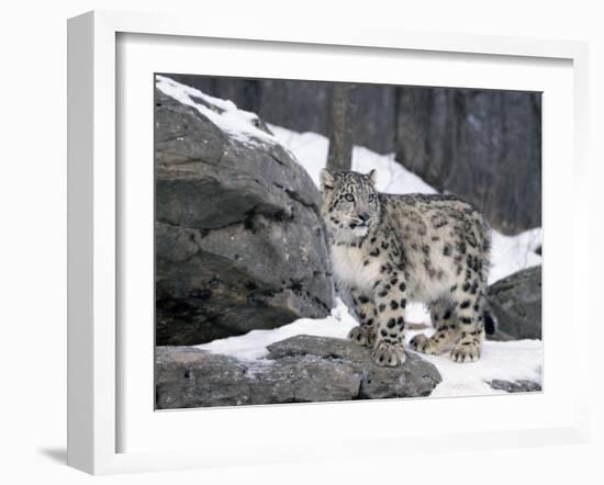 Juvenile Snow Leopard-Lynn M^ Stone-Framed Photographic Print