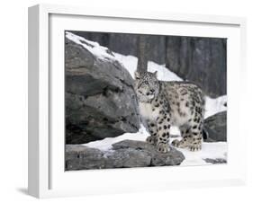 Juvenile Snow Leopard-Lynn M^ Stone-Framed Photographic Print