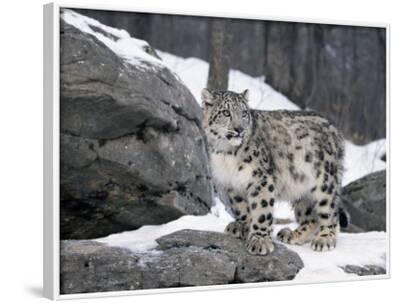 Juvenile Snow Leopard Photographic Print Lynn M Stone Allposters Com Juvenile Snow Leopard Photographic Print Lynn M Stone Allposters Com
