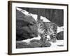 Juvenile Snow Leopard-Lynn M^ Stone-Framed Photographic Print