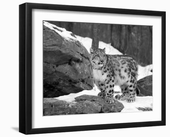 Juvenile Snow Leopard-Lynn M^ Stone-Framed Photographic Print