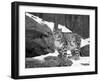 Juvenile Snow Leopard-Lynn M^ Stone-Framed Photographic Print