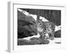 Juvenile Snow Leopard-Lynn M^ Stone-Framed Photographic Print
