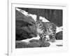 Juvenile Snow Leopard-Lynn M^ Stone-Framed Photographic Print