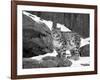 Juvenile Snow Leopard-Lynn M^ Stone-Framed Photographic Print