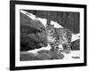 Juvenile Snow Leopard-Lynn M^ Stone-Framed Photographic Print