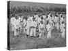 Juvenile Southern Chain Gang Convicts at Work in the Fields, Ca. 1903-null-Stretched Canvas