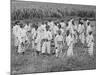 Juvenile Southern Chain Gang Convicts at Work in the Fields, Ca. 1903-null-Mounted Photo