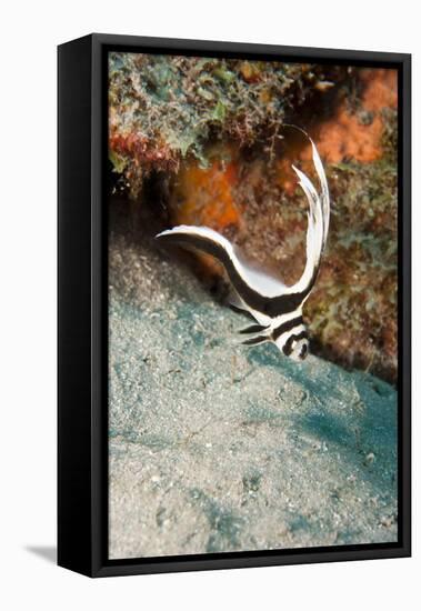 Juvenile Spotted Drum (Equetus Punctatus), Dominica, West Indies, Caribbean, Central America-Lisa Collins-Framed Stretched Canvas